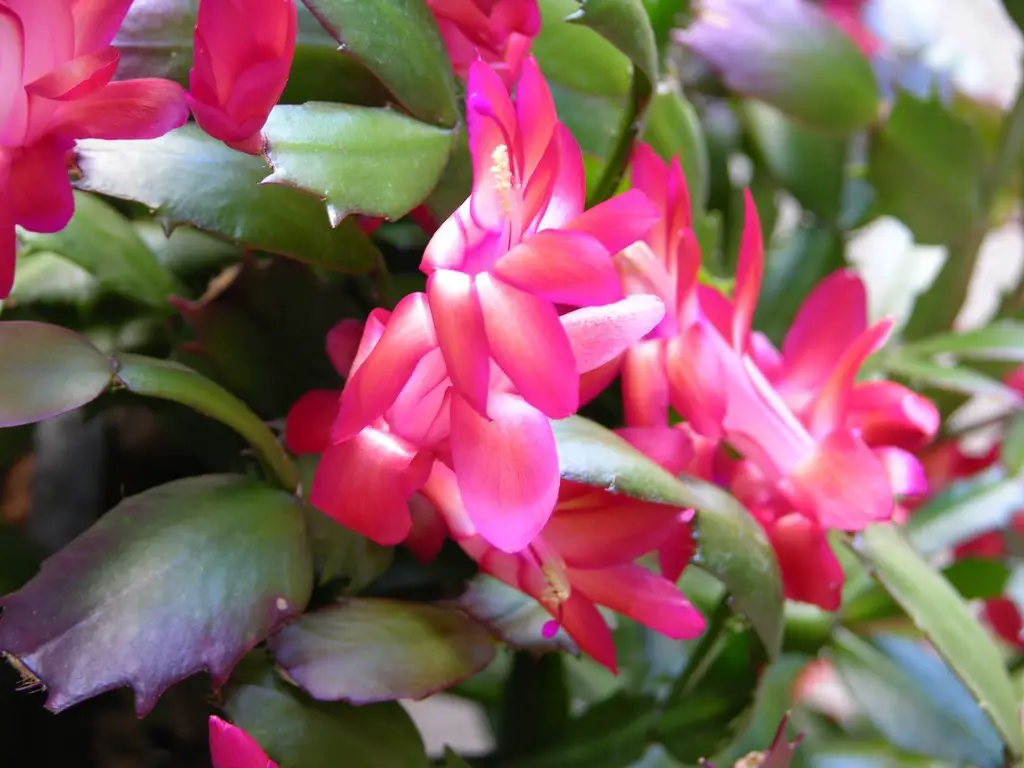 How often does a Christmas cactus bloom?