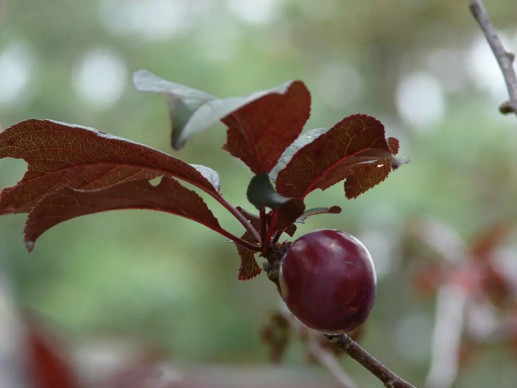 Is Purple Leaf Plum Fruit EDIBLE?