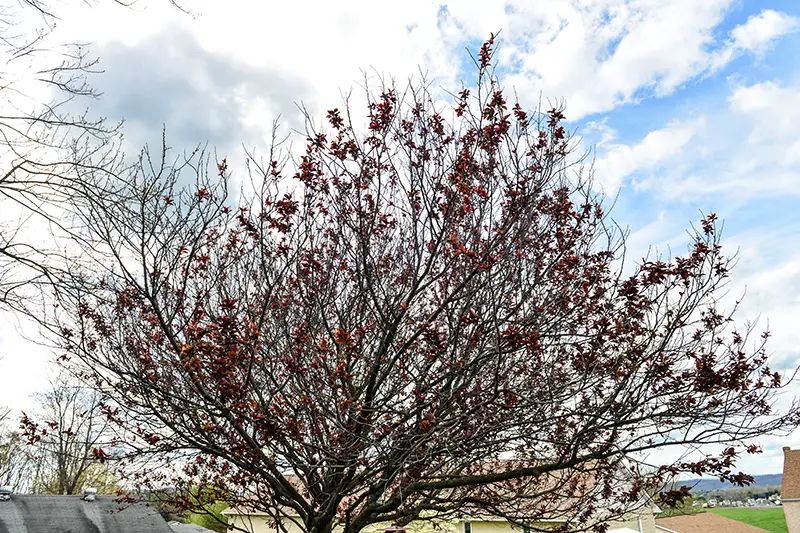 Why is my purple plum tree dying?