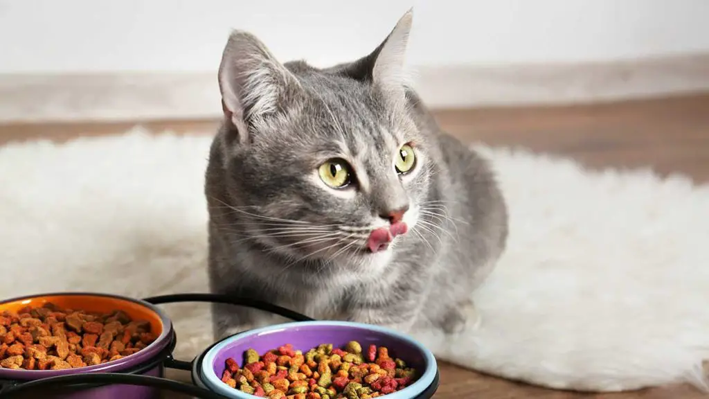 How long does cat food last in the fridge?
