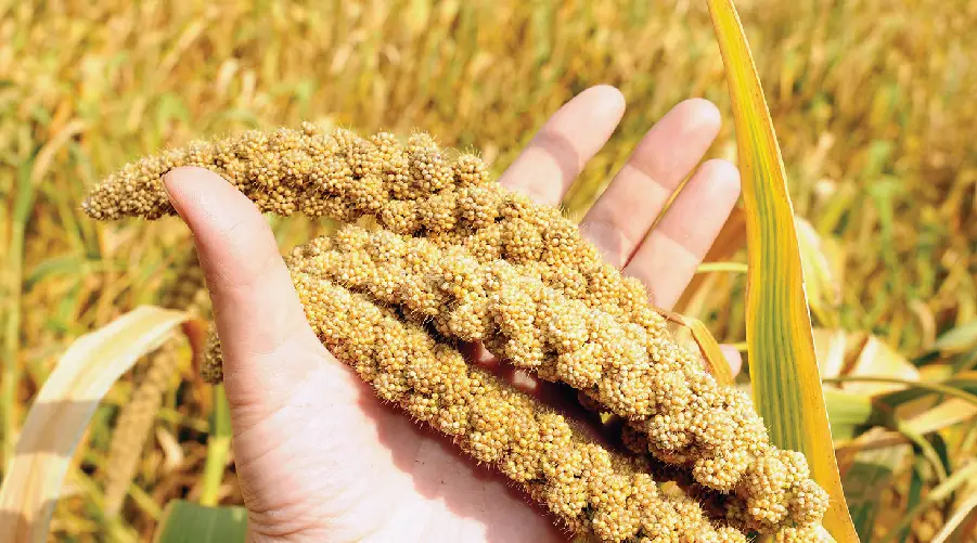 What are the side effects of millets?