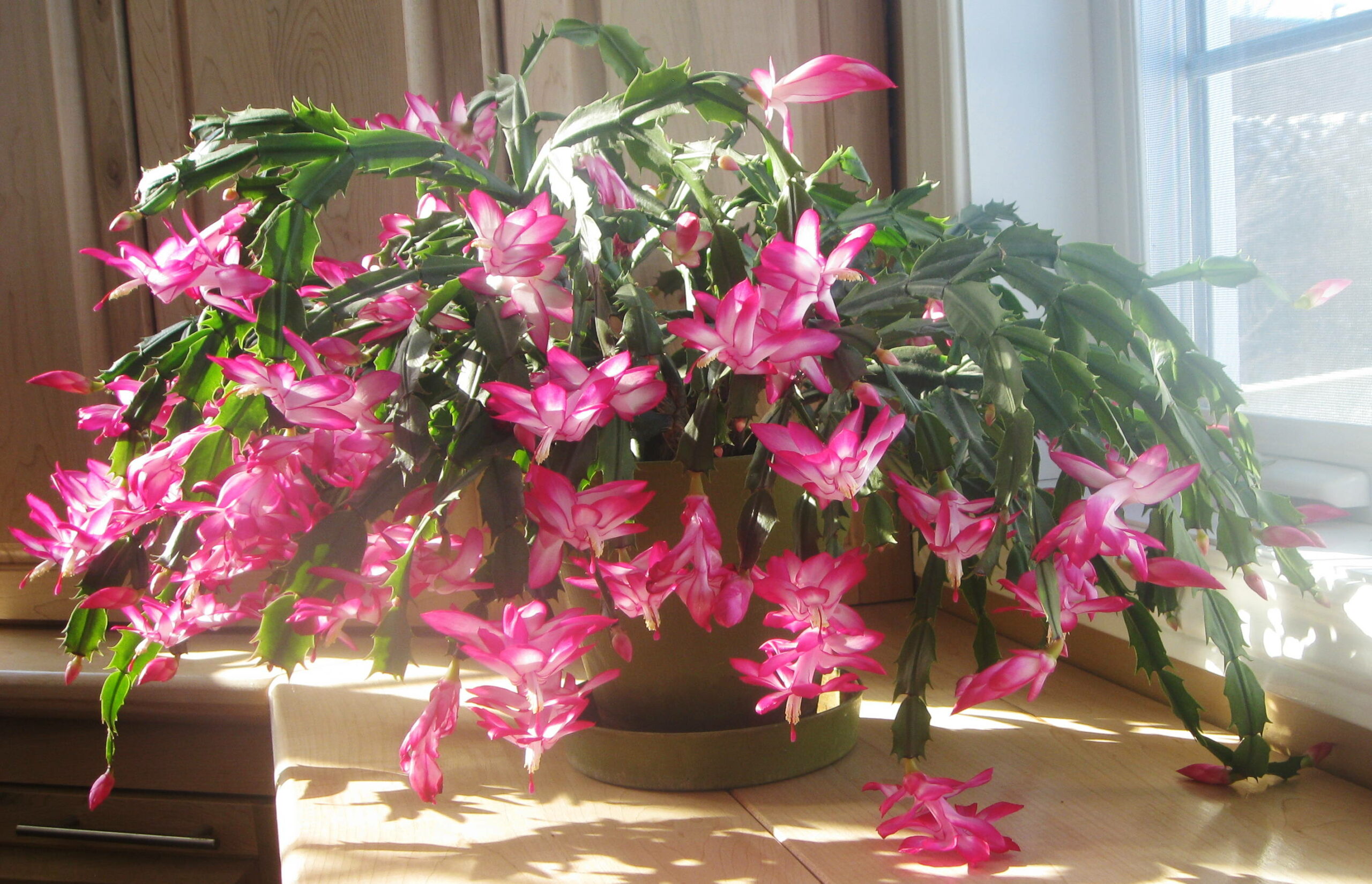 Will the Christmas cactus bloom every year or only once in its lifetime?